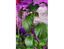 IMG 20210402 133728.jpg