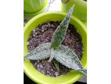 IMG 20210404 120935[1].jpg