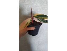 IMG 20210413 102356.jpg