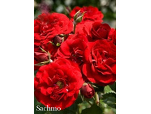 ���� Sachmo ���������� ������,251,11��� (������� 2��).jpeg