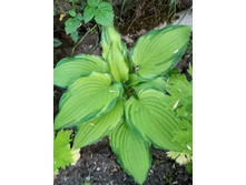 ����� ������-������� � ������ �����