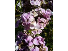 ����� ����������� �������� ������