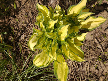 ����� 100 ���.