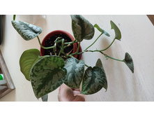 ���������� ������