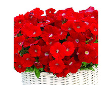 �������� ���