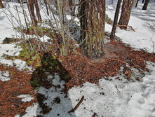 IMG 20210403 104946.jpg