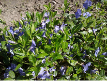 �������� �����