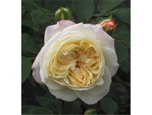 ���� Lamp ���������� ����, 251,11 ��� (������� 2��).jpg