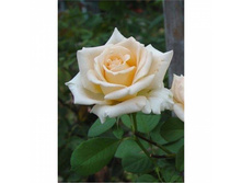 ���� Monsoon ���������� �/�, 251,11��� (������� 4��).jpg