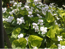 ������ ������� �����