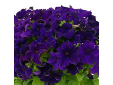 ����� ���