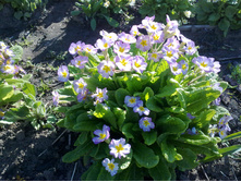 ������� ���������