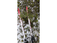 IMG 20210403 092420.jpg