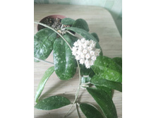 sp. (IML-1508) beautiful splash leaves ���-832