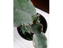 IMG 20210404 122237[1].jpg