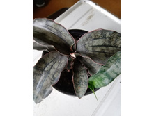 IMG 20210404 122327[1].jpg