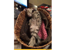 ���������� ...