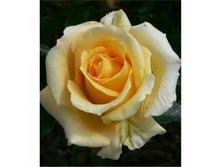 ���� Lion ���������� �/�, 251,11��� (������� 2��).jpg