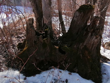 IMG 20210410 135846.jpg