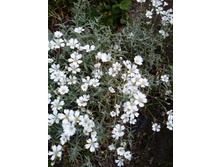 ������� �����������