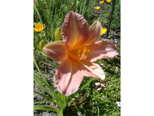 �������� ������� �������