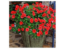 ������� ���