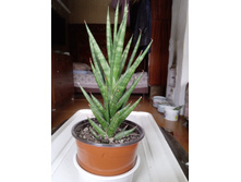 IMG 20210404 124504[1].jpg