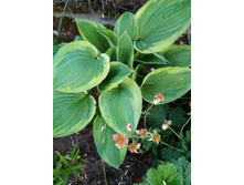 ����� ������� �� ������� �����