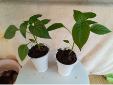 ����� ������� �� 15 ���.jpeg