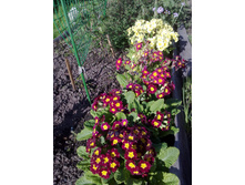 ������� �����