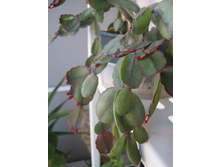 Rhipsalidopsis hybrid 1