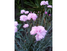 �������� �����������