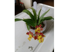 IMG 20210404 124637[1].jpg