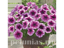 ����� ����� ����