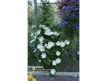 ��������� ����� ��� ���������� ���. ����