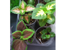 IMG 20210402 133600.jpg