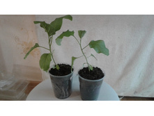 ��������� �� 20 ���