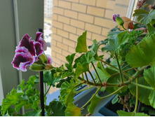 ����������� ����������