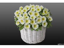 ����� �����