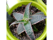 IMG 20210404 121857[1].jpg