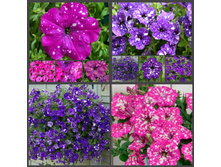 ��� ����