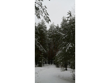 IMG 20210403 081927.jpg