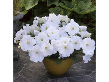 �������� �����