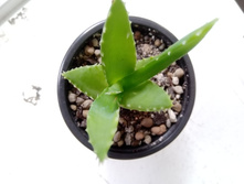 IMG 20210404 125859[1].jpg