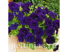 ������� �� ���