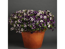 ������� ��� ���