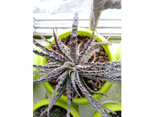 IMG 20210404 120842[1].jpg