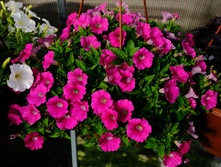 ��������� ���� ���