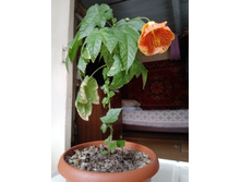 IMG 20210404 124733[1].jpg