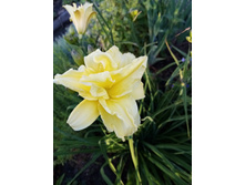 �������� ������ ��������